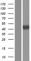 CHRDL1 Human Over-expression Lysate