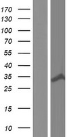 TBC1D7 Human Over-expression Lysate