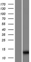 IQCF6 Human Over-expression Lysate