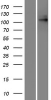 TPCN1 Human Over-expression Lysate