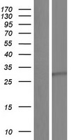 BDNF Human Over-expression Lysate