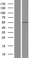 SGK1 Human Over-expression Lysate