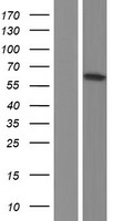 SGK1 Human Over-expression Lysate