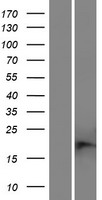 C11orf21 Human Over-expression Lysate