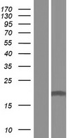 EFCAB1 Human Over-expression Lysate