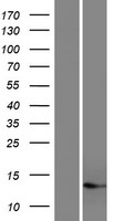 C17orf49 Human Over-expression Lysate