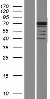 ASB14 Human Over-expression Lysate