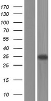 NFYC Human Over-expression Lysate