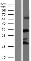 METTL25B Human Over-expression Lysate