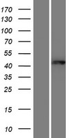 GNAL Human Over-expression Lysate