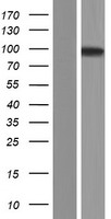 TTLL11 Human Over-expression Lysate