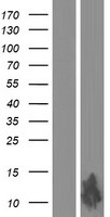 FAM25BP Human Over-expression Lysate