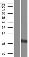 LITAF Human Over-expression Lysate
