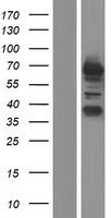 RCOR3 Human Over-expression Lysate