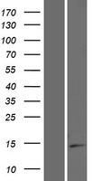 ISOC2 Human Over-expression Lysate