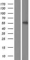 FZR1 Human Over-expression Lysate