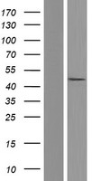 Caspase 5 (CASP5) Human Over-expression Lysate