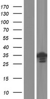 NTMT2 Human Over-expression Lysate