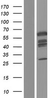 AARSD1 (PTGES3L-AARSD1) Human Over-expression Lysate