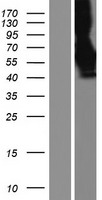 Poliovirus Receptor (PVR) Human Over-expression Lysate