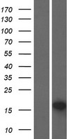 p53 DINP1 (TP53INP1) Human Over-expression Lysate