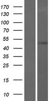 TOM1 Human Over-expression Lysate