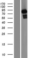 GRAF (ARHGAP26) Human Over-expression Lysate