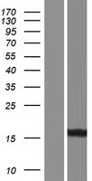 AKR1C2 Human Over-expression Lysate
