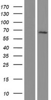 AGFG1 Human Over-expression Lysate