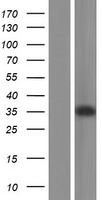 GODZ (ZDHHC3) Human Over-expression Lysate