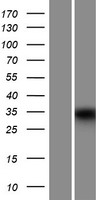 MUC15 Human Over-expression Lysate