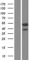 TEDC1 Human Over-expression Lysate