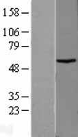 TBCCD1 Human Over-expression Lysate