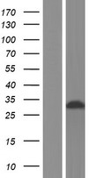 RIL (PDLIM4) Human Over-expression Lysate