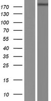 Phospholipase c eta 1 (PLCH1) Human Over-expression Lysate