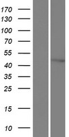 XPD (ERCC2) Human Over-expression Lysate