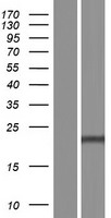 PSMB5 Human Over-expression Lysate