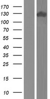 APBA2 Human Over-expression Lysate