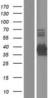 PCBP3 Human Over-expression Lysate