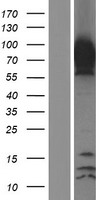 Epsin 1 (EPN1) Human Over-expression Lysate