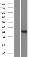 SUMF2 Human Over-expression Lysate