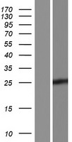 CPSF4L Human Over-expression Lysate