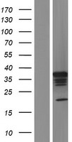 PCBP2 Human Over-expression Lysate