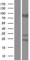 Ataxin 7 (ATXN7) Human Over-expression Lysate