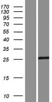 RWDD3 Human Over-expression Lysate