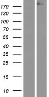 APC Human Over-expression Lysate