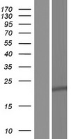 C13orf1 (SPRYD7) Human Over-expression Lysate