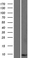C3orf78 (SMIM4) Human Over-expression Lysate