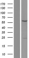 GTF3C5 Human Over-expression Lysate