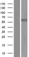 p63 (TP63) Human Over-expression Lysate